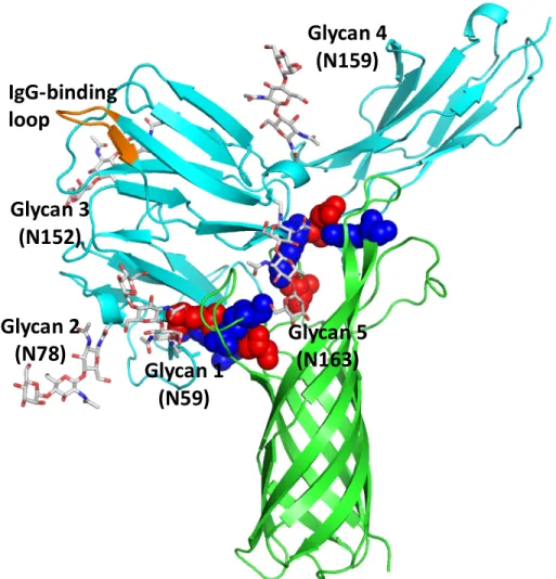 Figure 2.5: N-linked glycans 1, 4, and 5 (grey) of D1 and D2 of FcγR1 are involved  in binding OmpA