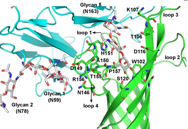 Figure 2.6: Glycans 1 forms a hydrogen bond with D149 of OmpA and is in proximity to  N146 and R156 of OmpA to form water mediated hydrogen bonds