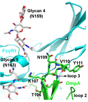 Figure 2.7: NG4 does not form any direct non-covalent interactions with OmpA, but is in  proximity to OmpA to form indirect interaction like water-mediated hydrogen bonds.
