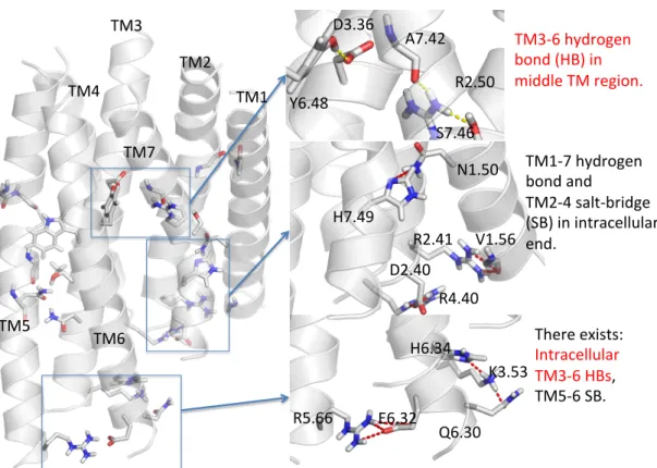 Figure 3.1: Predicted TM bundle structure of TAS2R4. TM3-6 coupling interactions  in both binding site and the intracellular end are highlighted in red