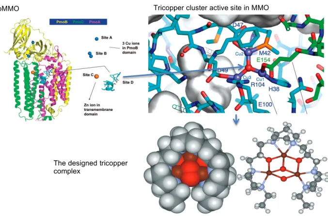 Figure 4.1: Left: the X-ray crystal structure of pMMO isolated and purified from  Methylococcus capsulatus (Bath)