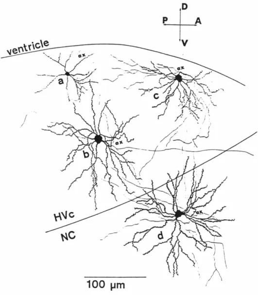 Fig. 2.  Light microscopic drawings of horseradish peroxidase-stained neurons.  Neuron b  is represen- represen-tative of neurons which responded to noise bursts