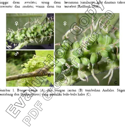 Gambar 1. Bunga betina (A) dan bungan jantan (B) tumbuhan Andalas. Stigma bercabang dua (homostylous) yang memiliki bulu-bulu halus (C)