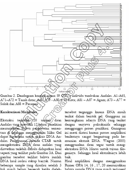 Gambar 2. Dendogram korelasi antara 59 OTU’s individu tumbuhan Andalas. A1-A65, 