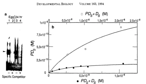 FIG. 2. P I 0  DNA-binding activity in egg cytoplasm and blastula  stage embryo nuclei