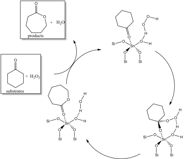 Figure 1.5 Proposed mechanism of the Baeyer-Villiger oxidation of cyclohexanone with hydrogen  peroxide and catalyzed by Sn-Beta 69 