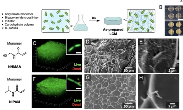 Figure 4.1.  Characterization of pristine LCMs encasing B. subtilis cells.  (A), Schematic illustration of the light- light-initiated radical polymerization process