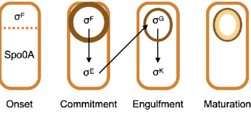 Figure 1.2. Compartment-specific genetic regulation of spore formation in  B. subtilis (Figure adapted from  Ref 38)