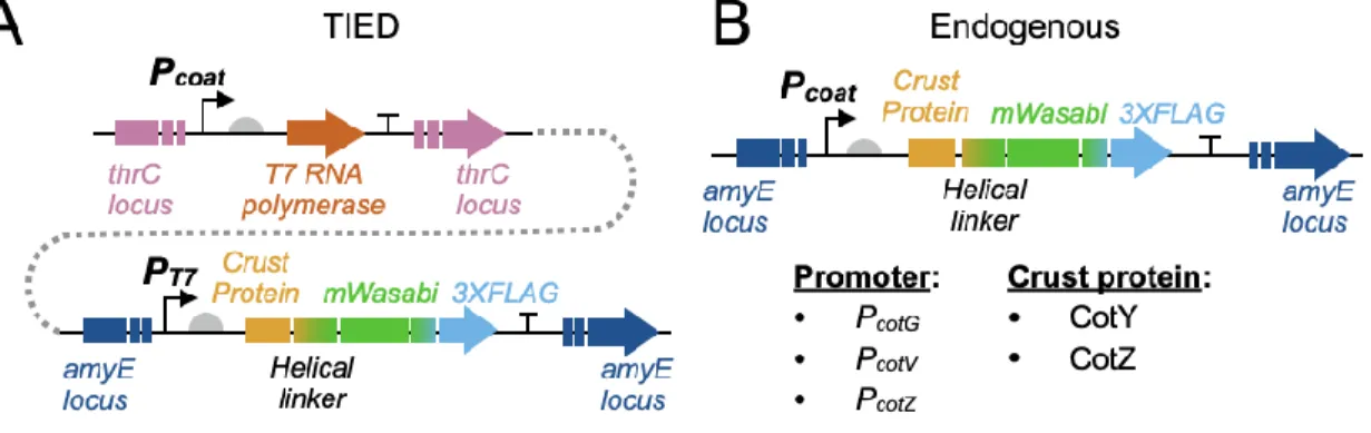Figure 2.1. Genetic constructs for expression of crust-mWasabi fusion proteins. (A), TIED architectures