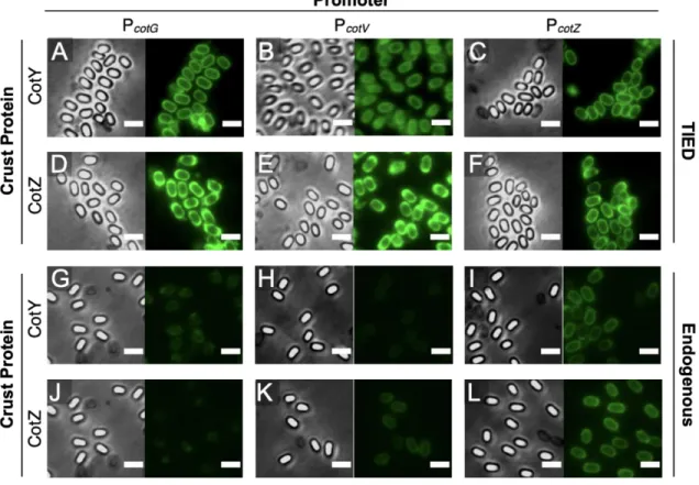 Figure  2.3.  Microscopic  images  of  mWasabi  displaying  spores.  (A-L),  Representative  phase-contrast  and  fluorescent microscopic images of spores of each variant