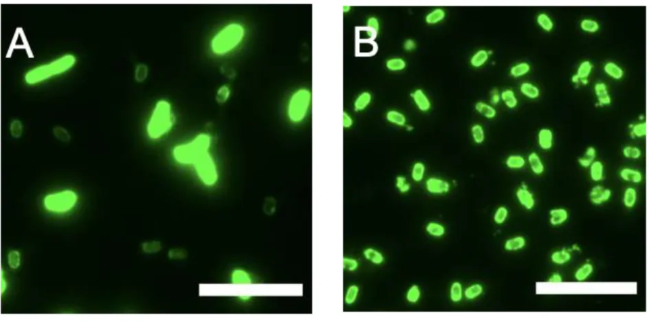 Figure  S2.1.  Cells  and  spores  by early  harvest and  natural  maturation.  (A),  A  representative fluorescence  microscopic  image  of  TIED-mWasabi  (combination  of  P cotV   promoter  and  CotZ  fusion  partner)  spores  prepared  by  natural  mat
