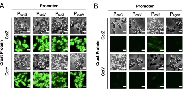 Figure  S2.2.  Cells  and  spores  before  early  harvest.  (A),  Representative  fluorescence  and  phase-contrast  microscopic  images  of  sporulating  cells  of  TIED-mWasabi  variants  before  spores  were  harvested