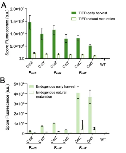 Figure S2.3. Spore fluorescence by early harvest versus natural maturation. (A), Bulk spore fluorescence of  the  TIED  variants  prepared  through  the  early-harvest  method  as  a  function  of  total  fluorescent  protein  expression