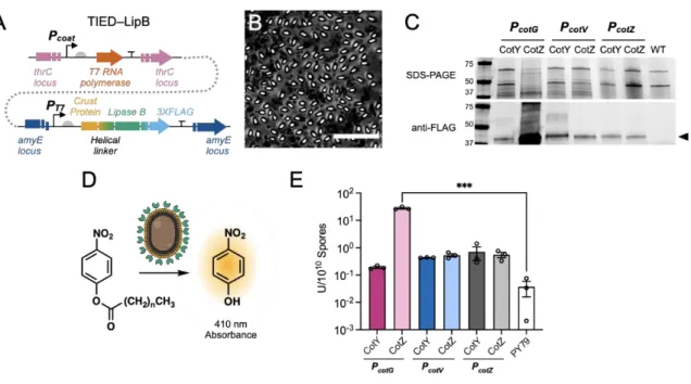 Figure  3.1.  Catalytic  performance  of  TIED-LipB.  (A),  Genetic  constructs  of  TIED-LipB