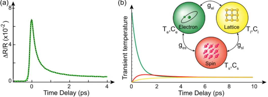 Figure 2.3: (a) A typical differential reflectivity transients overlaid with a fit with Eq.2.4