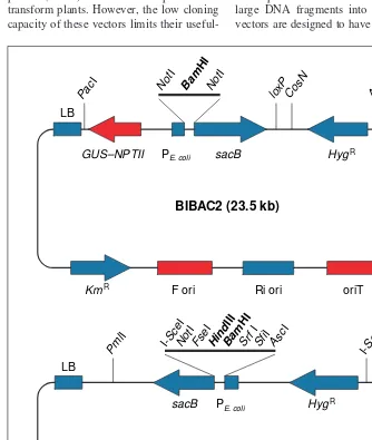 Fig. 1. The functional components of the binary bacterial artificial chromosome (BIBAC) vectorsequence of the vector pYLTAC7 is available from GenBank (Accession no