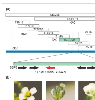 Fig. 2. Isolation of the bacterial artificial chromosome (TAC) clone. (a) Physical map of the FLOWER GBF3, which are present in yeast artificial chromosome clone CIC2E5