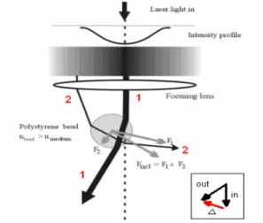Fig. 5-1.  The force F 1  is generated by  the momentum change of the thinner  ray (the lesser-intensity ray)