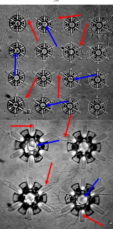 Fig. 3-16.  Nomarksi images of growing neuronal cultures.  The top  image shows a growing culture in a 4 x 4 array of neurocages with 25  µm long and 10 µm wide tunnels