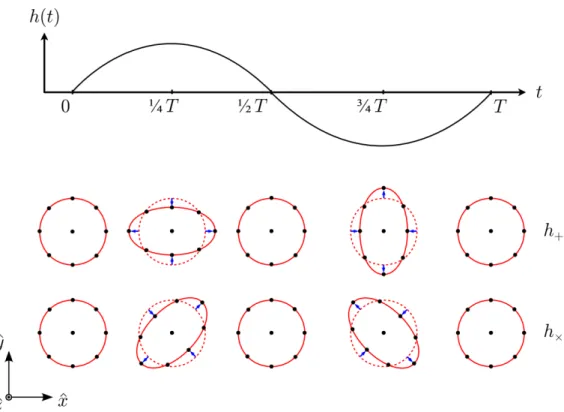 Figure 2.1: The effect of a monochromatic gravitational wave with angular fre- fre-quency 𝜔 = 2 𝜋 / 𝑇 propagating perpendicular to the plane of a circular ring of test particles