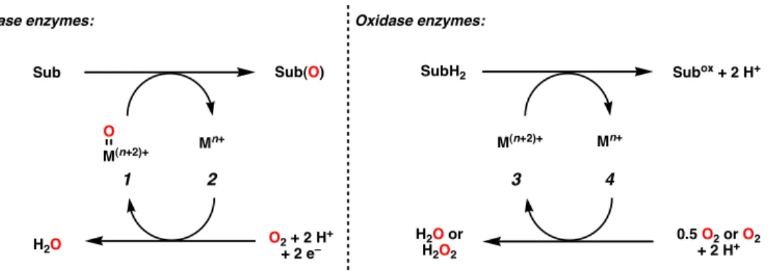 Figure 1.1.1  Oxygenase and oxidase metalloenzymes.
