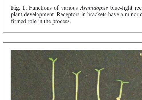 Fig. 1. Functions of various plant development. Receptors in brackets have a minor or uncon-Arabidopsis blue-light receptors infirmed role in the process.