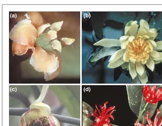Fig. 1. Flowers of representatives from ANITA clades. green liana found in NE Australia