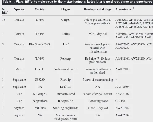 Table 1. Plant ESTs homologous to the maize lysine-�-ketoglutaric acid reductase and saccharopine dehydrogenase  