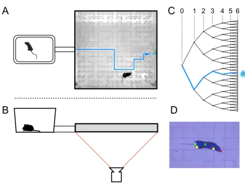 Figure 7.1: The maze environment. Top (A) and side (B) views of a home cage, connected via an entry tunnel to an enclosed labyrinth