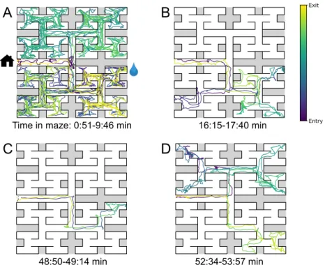Figure 3.2: Sample trajectories during adaptation to the maze. Four sample bouts from one mouse (B3) into the maze at various times during the experiment (time markings at bottom)