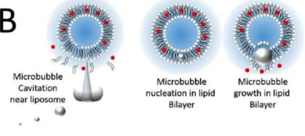 Figure  4  –  Adapted  and  reproduced  from  Sirsi  S.  and  Borden  M.  (2014) 25 ,  using  cavitation to control drug release from liposomes 