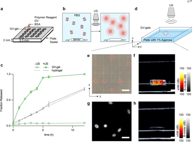 Fig.  2  DASH  enables  in  vitro  spatially  targeted  payload  release  with  ultrasound- ultrasound-modulated release kinetics