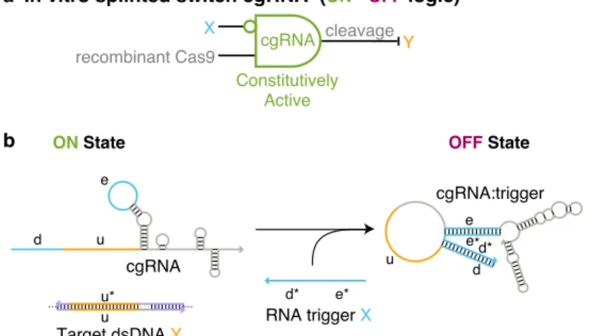 Figure 2.2: Constitutively active cgRNAs (ON→OFF logic) with catalytically active Cas9