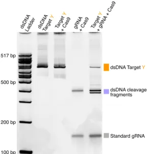 Figure 2.1: In vitro assay of guide RNA (gRNA) activity. Functional in vitro transcribed gRNA directs catalytically active recombinant Cas9 to a single target sequence within a purified dsDNA target, resulting in cleavage of the dsDNA
