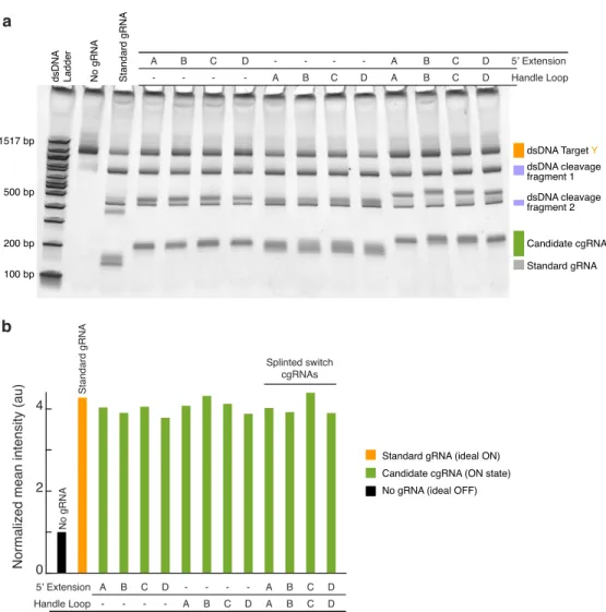 Figure 2.4: Study of the effect of 15 nt 5 0 extension and handle loop sequence inserts on guide RNA activity in vitro