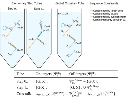 Figure 3.2: Target test tubes for sequence design of candidate single and double sequence insert cgRNAs