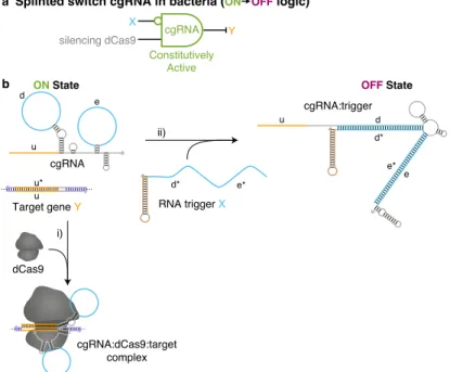 Figure 4.1: Constitutively active splinted switch cgRNAs (ON → OFF logic) with silencing dCas9 in E