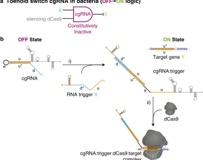Figure 5.1: Constitutively inactive toehold switch cgRNAs (ON → OFF logic) with silencing dCas9 in E