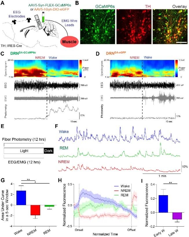 Figure  2.  Simultaneous  Fiber  Photometry  and  EEG/EMG  Recordings  Reveal  a  Correlation  between  DRN DA   Neuronal  Activity  and  Sleep-Wake  States