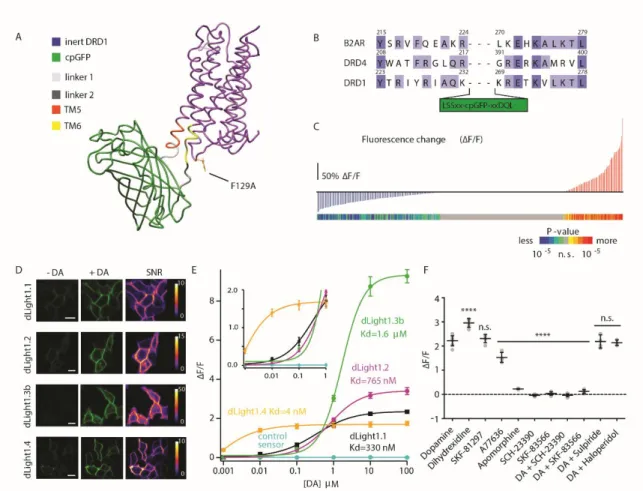 Fig.  1.  Development  and  characterization  of  dLight1.  (A)  Simulated  structure  of  dLight1  consisting  of  DRD1  and  cpGFP  module