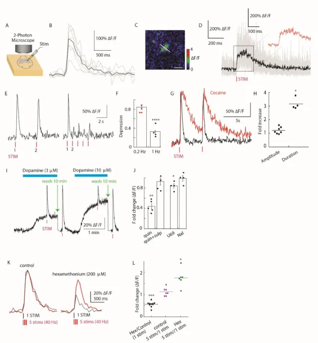 Fig.  2.  Imaging  electrically  evoked  and  pharmacologically  modulated  dopamine  release in acute dorsal striatum slices