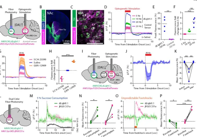 Fig. 3.  Deep brain imaging of DA release triggered by optogenetic stimulation and  combined with calcium imaging in freely behaving mice