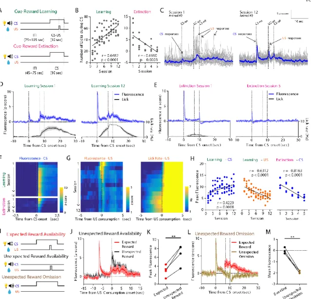 Fig.  4.  Dynamic  changes  of  NAc  DA  signaling  during  appetitive  Pavlovian  conditioning  and  reward  prediction  error