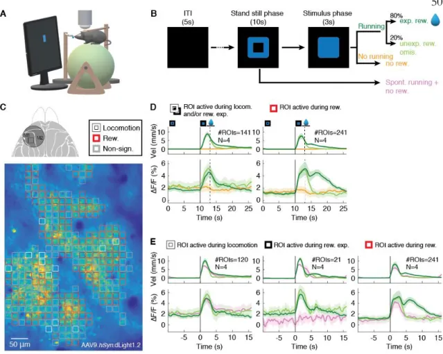 Fig. 5. Spatially resolved imaging of cortical dopamine release during a visuomotor  association task