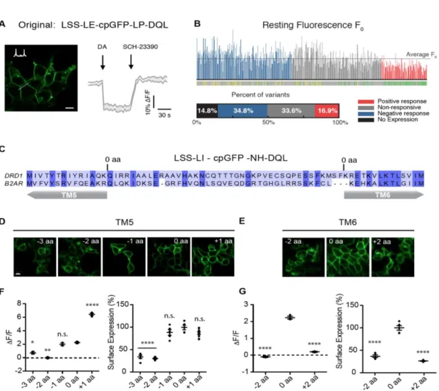 Fig. S1. Screening dLight1 variants. (A) Membrane expression and response of original  dopamine sensor built by inserting the original GCaMP6 cpGFP module  (LSS-LE-cpGFP-LP-DQL) into DRD1