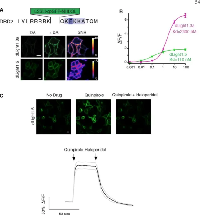 Fig. S2. Characterization of dLight1.3a and dLight1.5.  (A) Top, amino acid sequence  of DRD2 insertion site for the cpGFP module