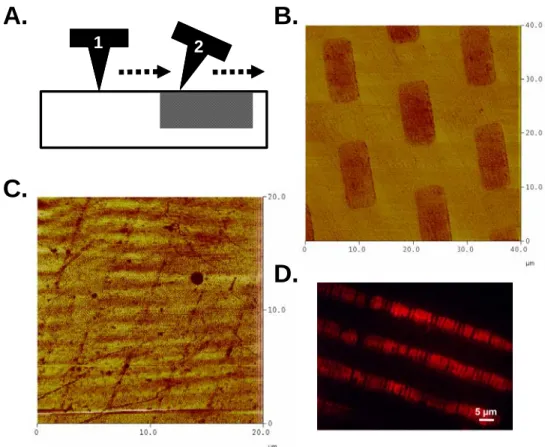 Figure 5.7. FFM and fluorescence characterization of patterned surfaces. A. Side-view schematic of  AFM tip interaction with a surface containing a low friction area (1) and a high friction area (2)