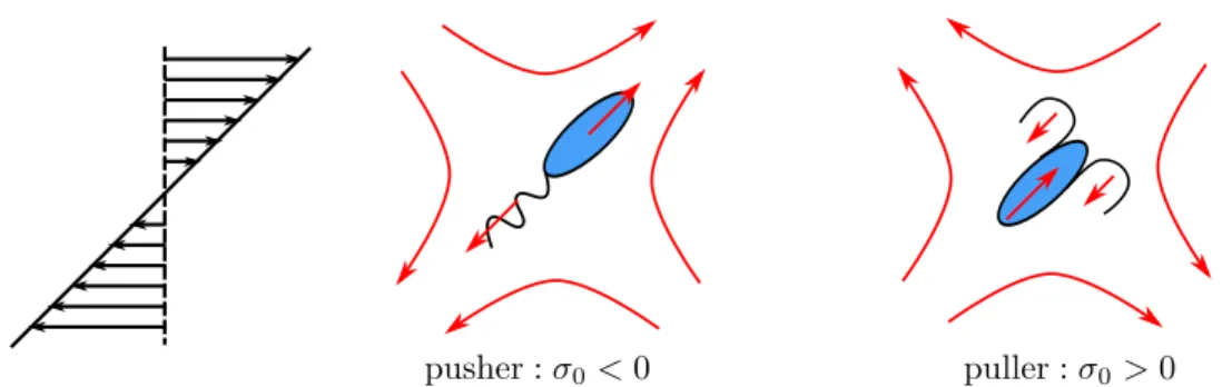 Figure 5.1: Schematic of a simple shear flow and the force dipoles of a pusher and a puller.