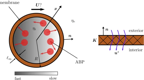 Figure 7.1: Left: A rigid spherical vesicle with a semipermeable membrane im- im-mersed in an otherwise quiescent viscous fluid