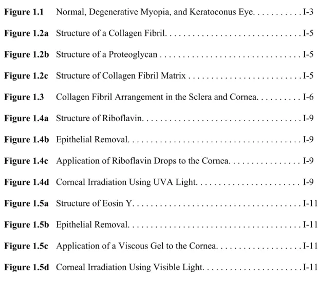Figure 1.1  Normal, Degenerative Myopia, and Keratoconus Eye. . . . . . . . . . .  I-3  Figure 1.2a  Structure of a Collagen Fibril